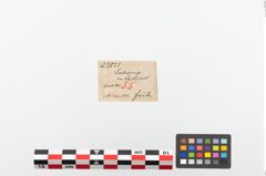 Etiketten zu Bronzeraspel (NHMW-PRAE-023825)